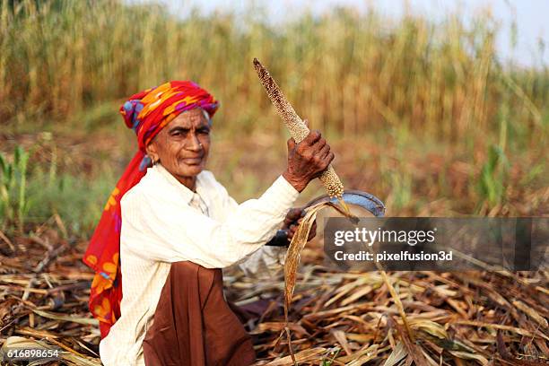 millet crop harvest ! - millet stock pictures, royalty-free photos & images