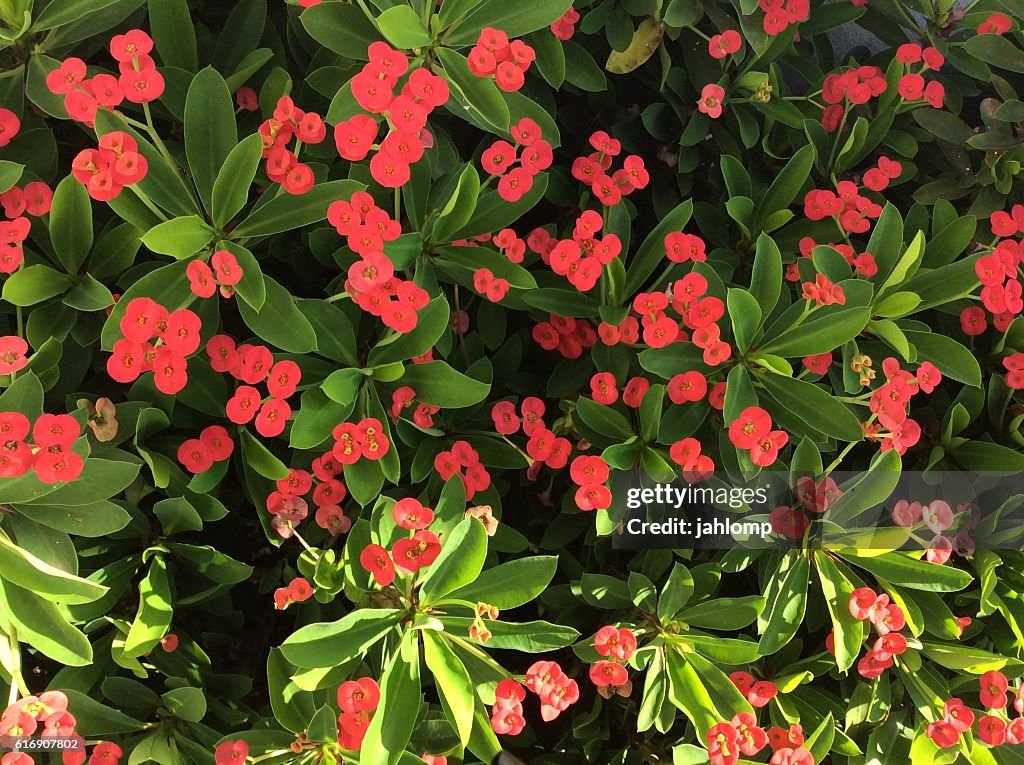 Mixed red flowers and green leaves