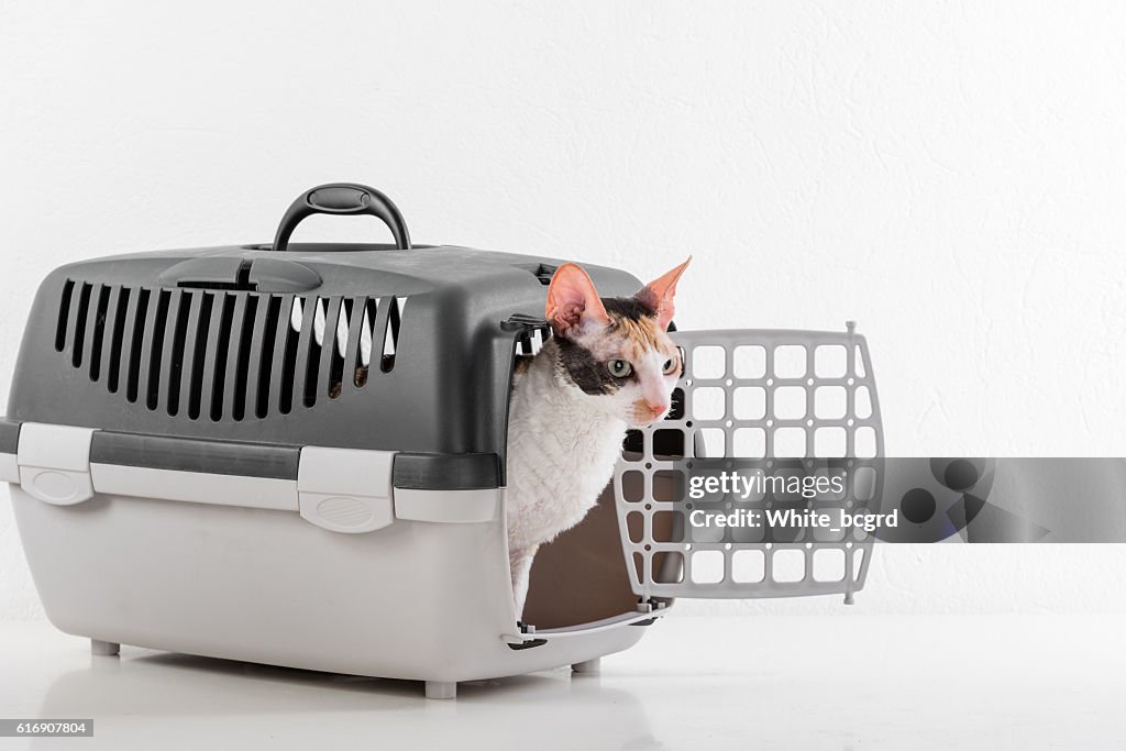 Cornish Rex Cat and Carrier.