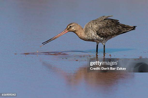 black-tailed godwit (limosa limosa) - maçarico - fotografias e filmes do acervo