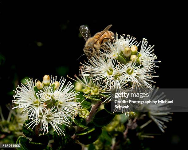 Rata Tree Photos and Premium High Res Pictures - Getty Images