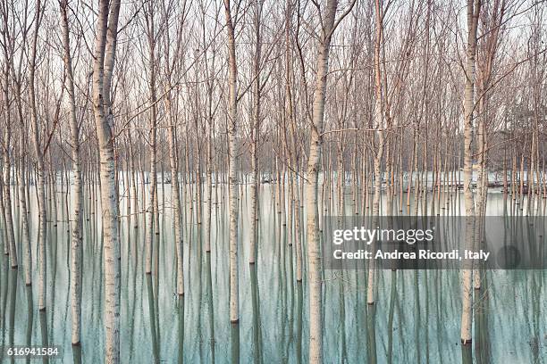 birches in flooded countryside - pavia italy stock pictures, royalty-free photos & images