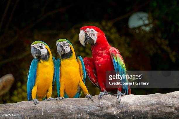 colourful bird macaw - guacamayo fotografías e imágenes de stock