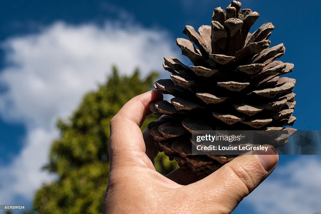 Close up of a hand holding a pine cone up against the sky