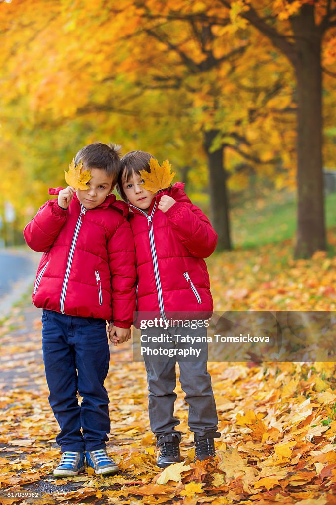 Two boys, brothers, playing in autumn alley in the park, gathering leaves, enjoying the sunny day. Children happiness concept