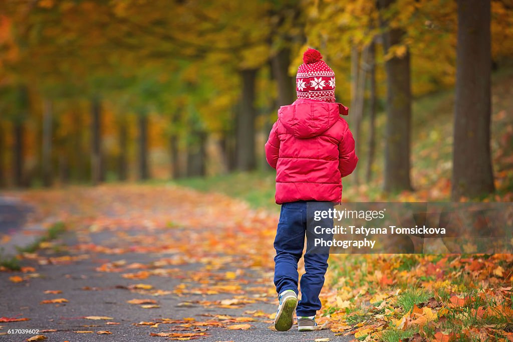 Cute boy, child, playing in autumn alley in the park, gathering leaves, enjoying the sunny day. Children happiness concept