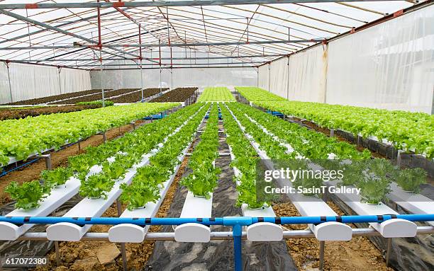 organic hydroponic vegetable farm - hydroponic stock pictures, royalty-free photos & images