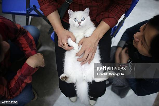 British Shorthair cat is held during the TICA international cat show at the Aoshan Shiji Plaza on October 22, 2016 in Wuhan, Hubei province, China.
