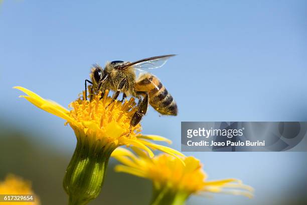 pollinating bee - apis stock-fotos und bilder