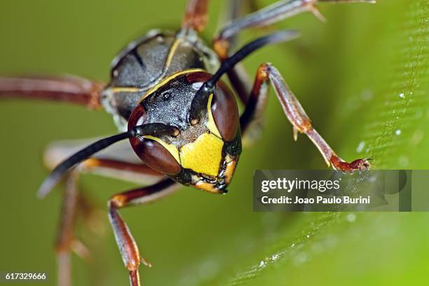 paper wasp frontal - polistes wasps stock pictures, royalty-free photos & images