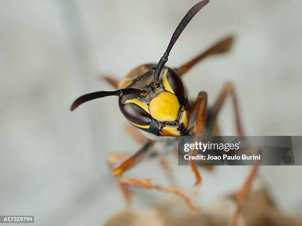 paper wasp frontal - polistes wasps stock pictures, royalty-free photos & images