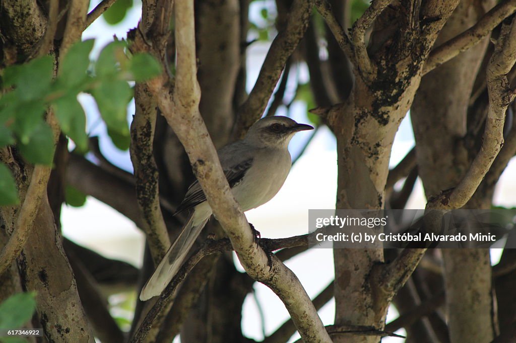 Tropical Mockingbird (Mimus gilvus) perched on a branch, Venezuela