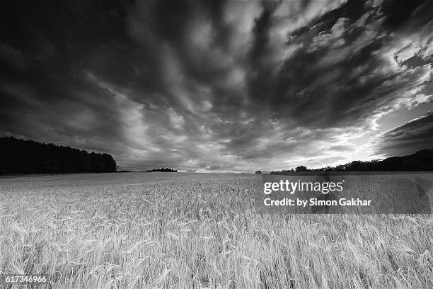 stunning black and white landscape photograph of barley field - sweeping landscape stock pictures, royalty-free photos & images