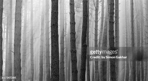 woodland in mist in black and white - 樹皮 個照片及圖片檔