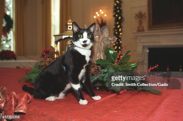 Socks the Cat, the First Pet of President Bill Clinton and First Wife Hillary Rodham Clinton, with black fur, white face, and amber eyes, standing...