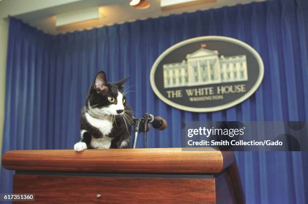 Socks the Cat, the First Pet of President Bill Clinton and First Wife Hillary Rodham Clinton, with black fur, white face, and amber eyes, standing as...