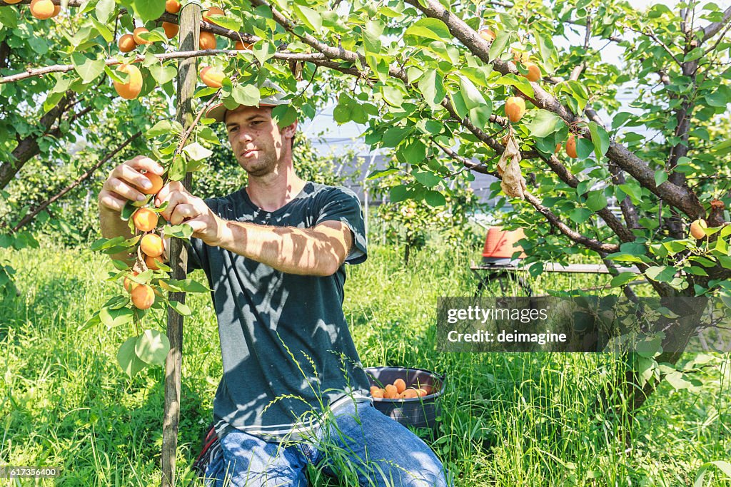 Árbol frutal de la cosecha del hombre