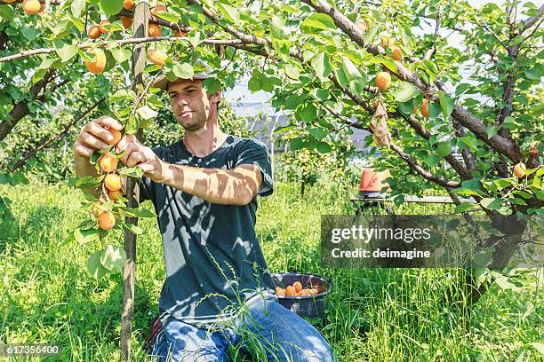 man harvest fruit tree - apricot tree stock pictures, royalty-free photos & images