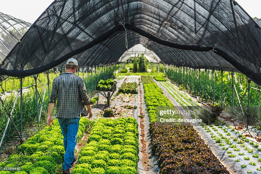 Organic Salad greenhouse harvesting