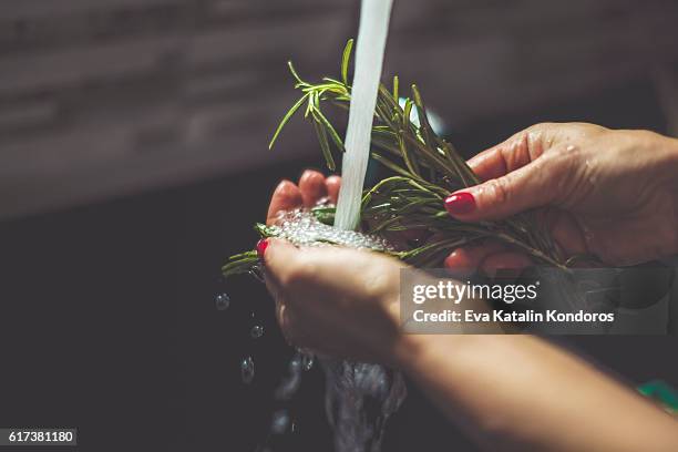 woman rinsing rosemary in the kitchen - rosemary 個照片及圖片檔