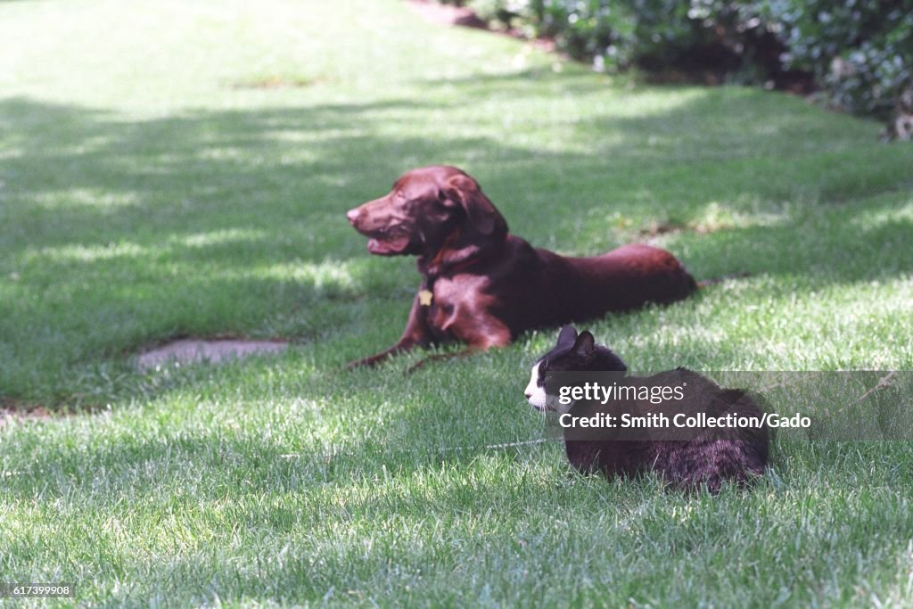 Socks And Buddy The Lawn