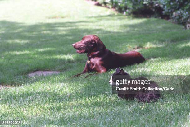 Socks the Cat and Buddy the Dog, First Family's pets, sitting on the South Lawn of the White House, June 6, 1998. Image courtesy National Archives. .