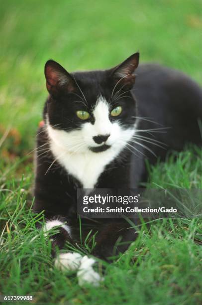 Socks the Cat, the First Pet of President Bill Clinton and First Wife Hillary Rodham Clinton, with black fur, white face, red collar, and lime green...