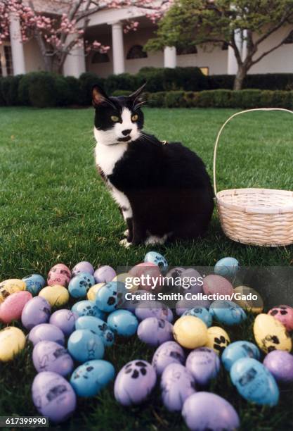 Socks the Cat, the First Pet of President Bill Clinton and First Wife Hillary Rodham Clinton, with black fur, white face, red collar, and amber eyes,...