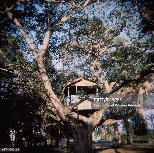 tree house - carol addassi stock-fotos und bilder