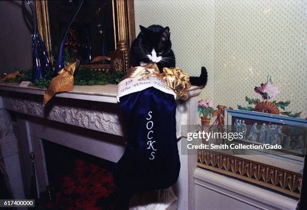 Socks the Cat, the First Pet of President Bill Clinton and First Wife Hillary Rodham Clinton, with black fur, white face, and amber eyes, perched on...