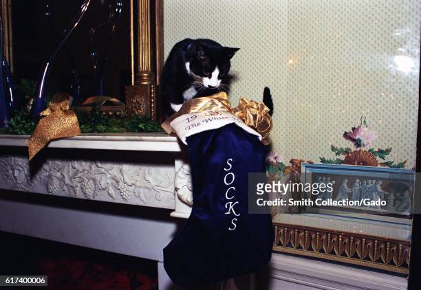 Socks the Cat, the First Pet of President Bill Clinton and First Wife Hillary Rodham Clinton, with black fur, white face, and amber eyes, perched on...