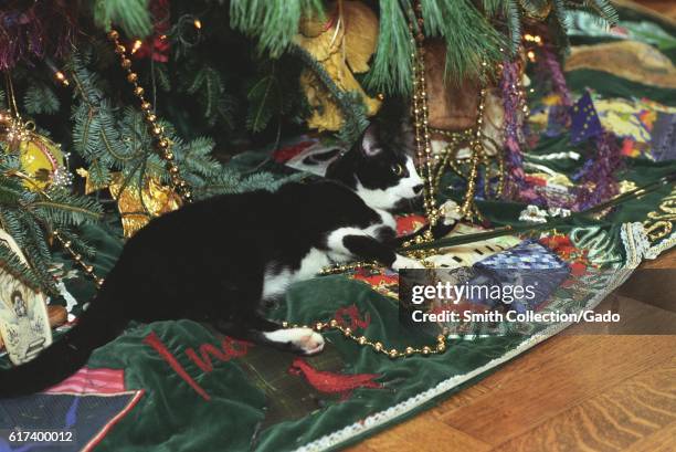 Socks the Cat, the First Pet of President Bill Clinton and First Wife Hillary Rodham Clinton, with black fur, white face, and amber eyes, laying down...