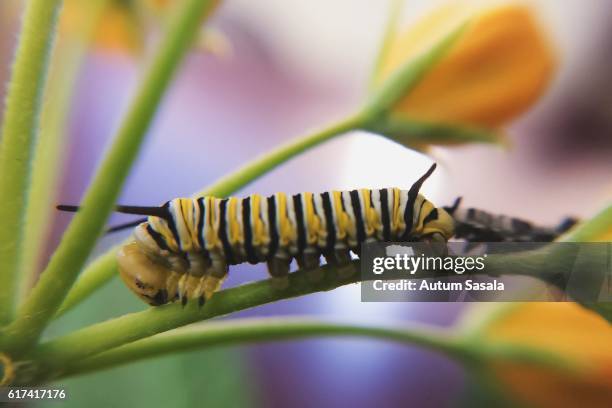 caterpillar molting - vervellen stockfoto's en -beelden