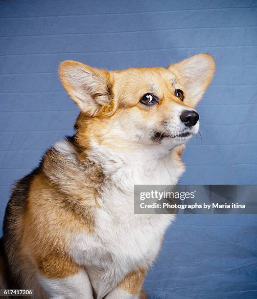 welsh corgi dog portrait - pembroke welsh corgi stock pictures, royalty-free photos & images