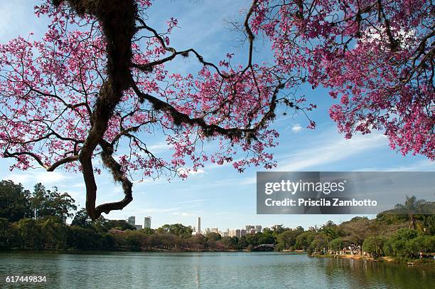 parque do ibirapuera, são paulo, brazil - ibirapuera park stockfoto's en -beelden