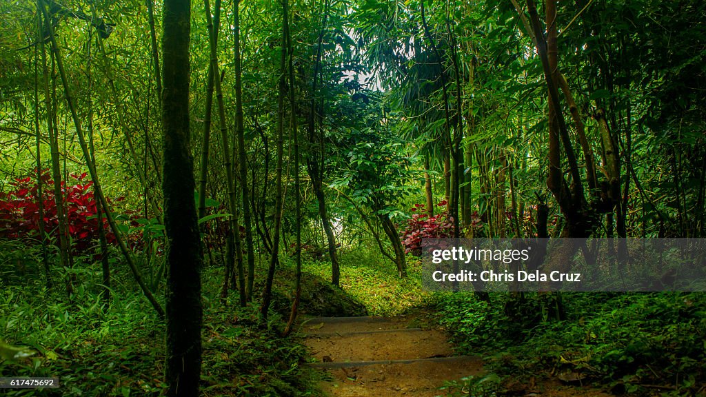 Path in the garden with trees on foreground