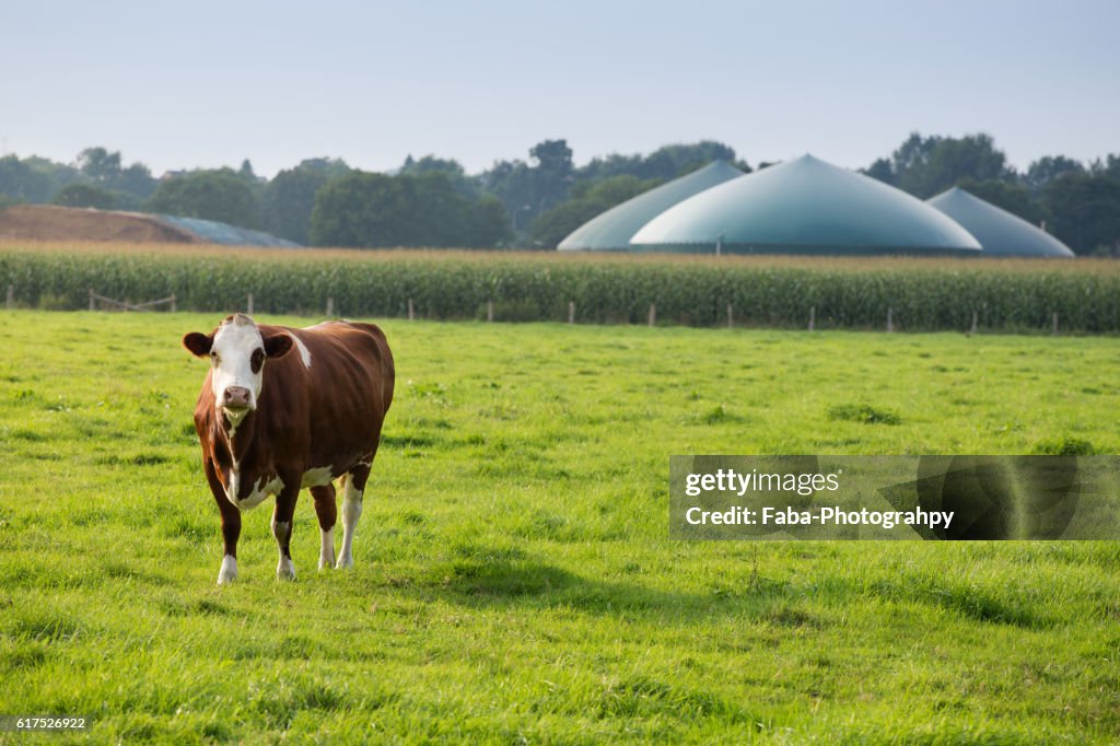 Biogas