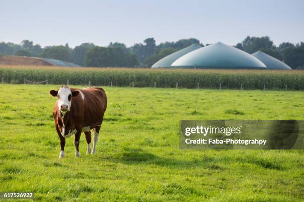 biogas - herstellendes gewerbe ストックフォトと画像