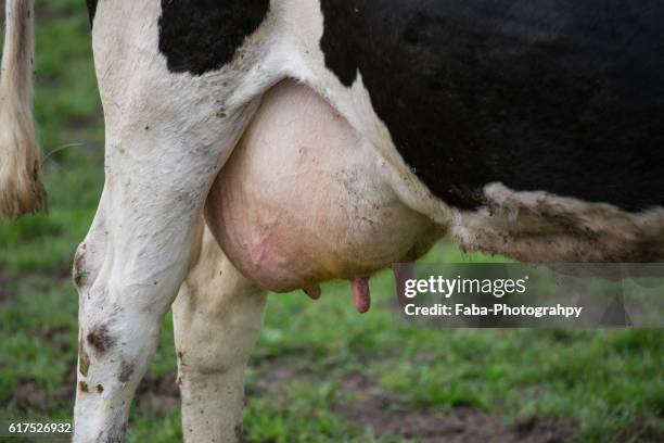 udder - euter stock-fotos und bilder