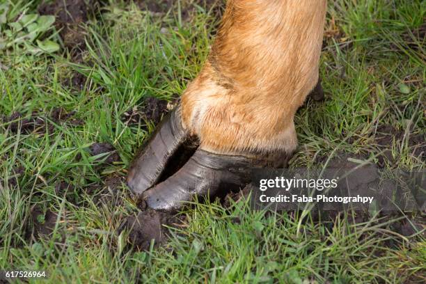 cow hoof - foot and mouth disease stock pictures, royalty-free photos & images