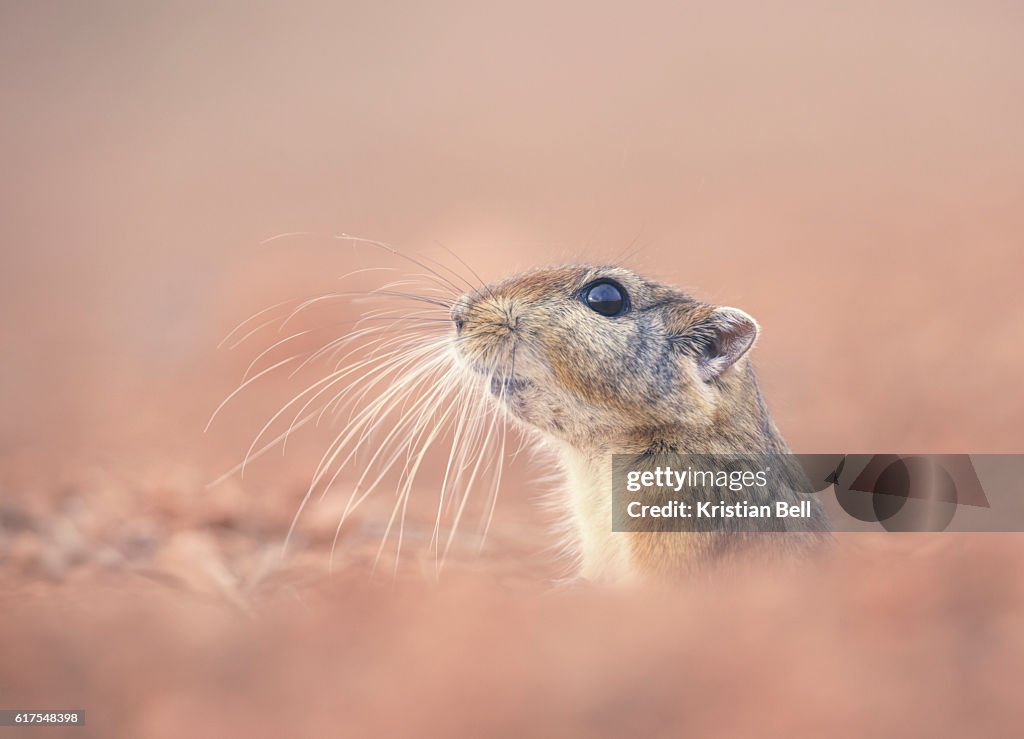 Fat Sand Rat (Psammomys obesus) emerging from burrow in coastal Morocco