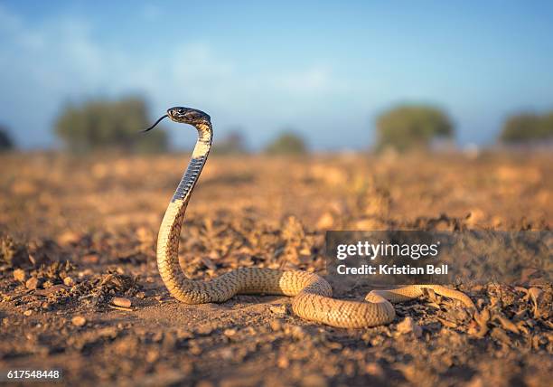a wild moroccan black cobra (naja haje) in scrubland habitat - vipera aspis stock pictures, royalty-free photos & images