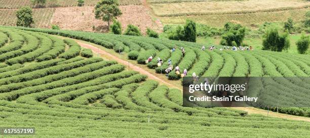 crowd of tea picker picking tea leaf on plantation - assam tea stock pictures, royalty-free photos & images
