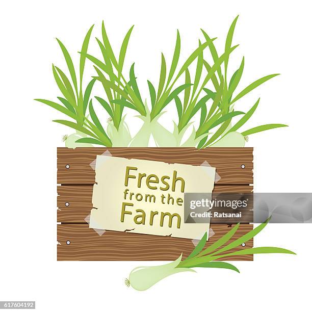 shallot - vegetable crates stock illustrations