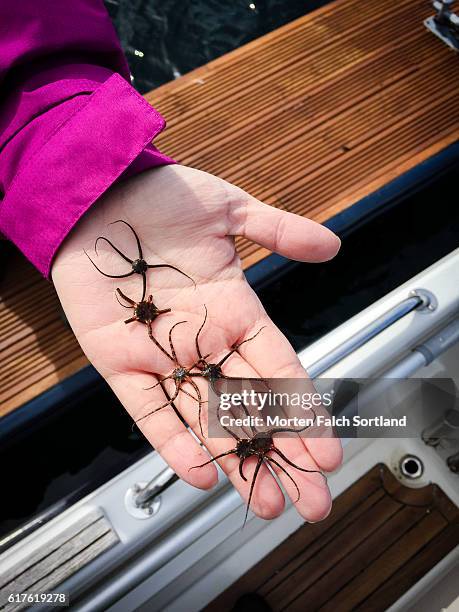 brittle stars - ophiotrix spiculata fotografías e imágenes de stock