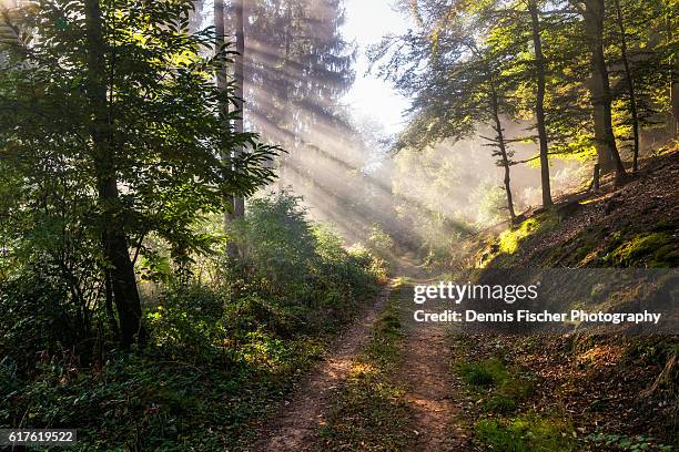 footpath in the woods - rhineland palatinate stockfoto's en -beelden