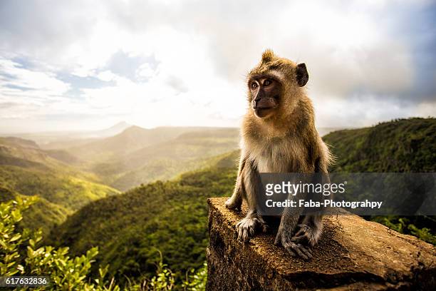mauritius - primates stock pictures, royalty-free photos & images