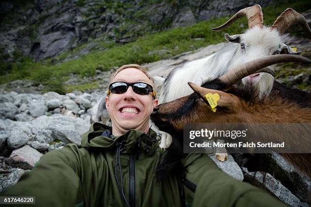 selfie with goats - animal selfies stock pictures, royalty-free photos & images