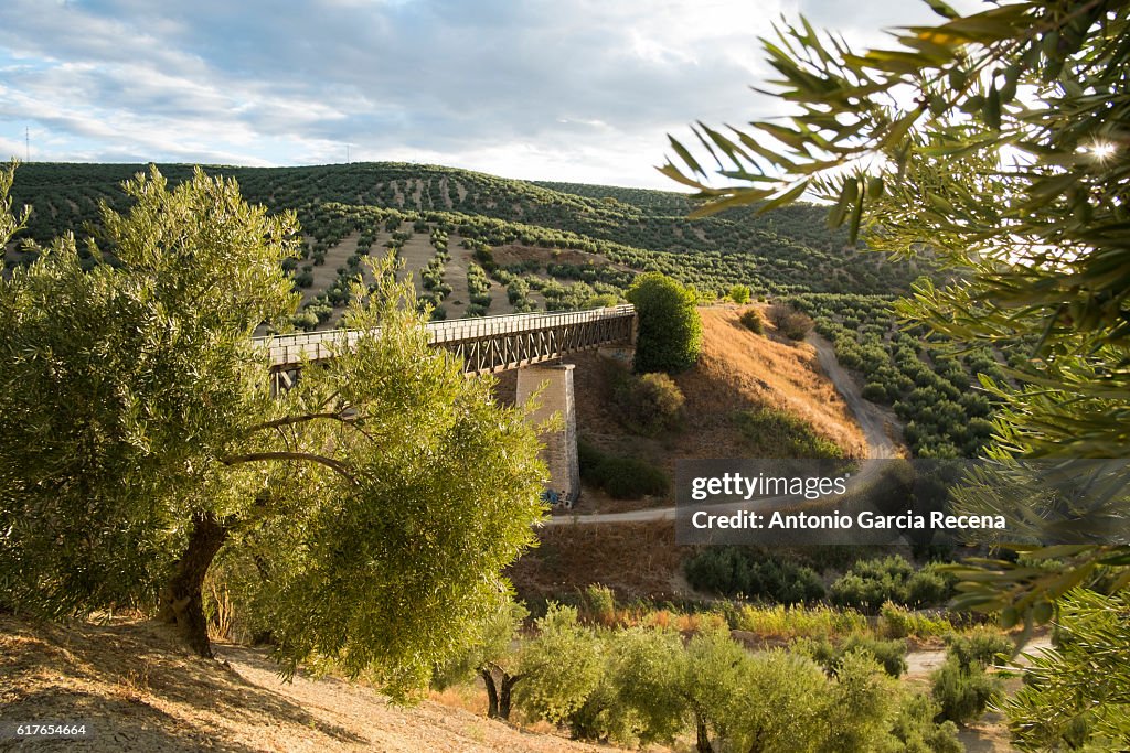 Olives in Jaén.