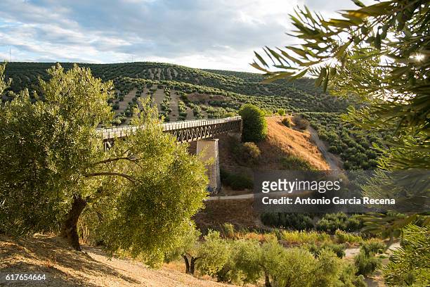 olives in jaén. - gustave eiffel stock pictures, royalty-free photos & images